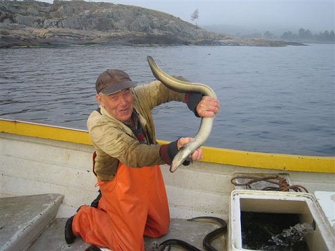 Tore skördar ål